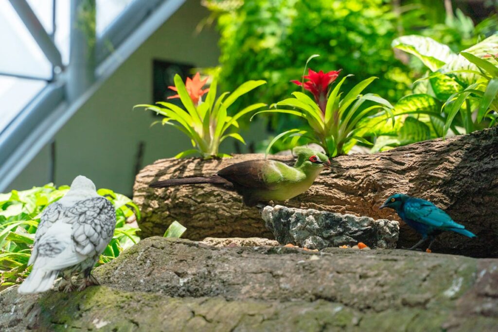 Vogel in een tuin