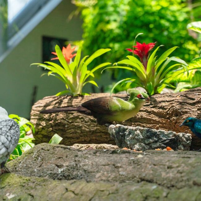 Vogel in een tuin